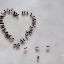 L o v e  by Moehammad Cibo Heriansyah